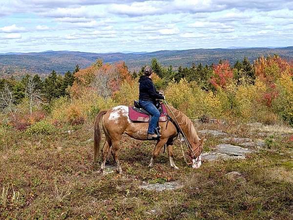 area-appaloosa-horse