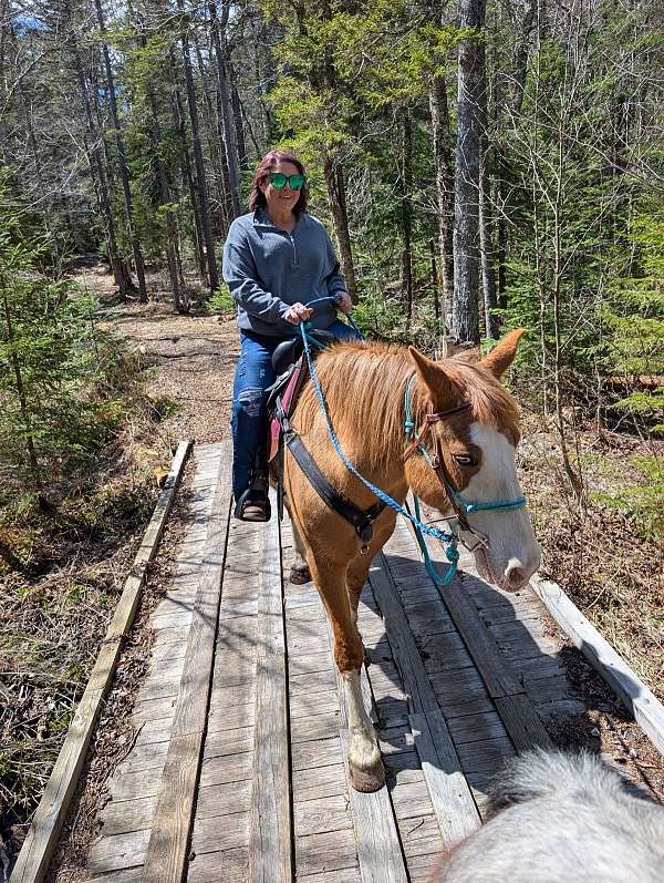 bridges-appaloosa-horse