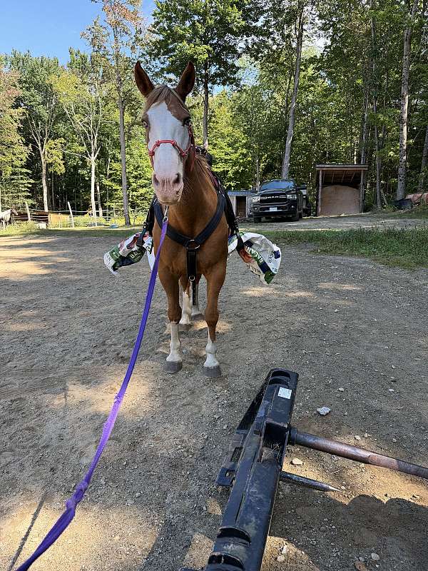 enjoy-appaloosa-horse