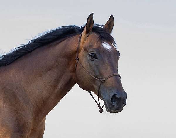 back-up-stallion