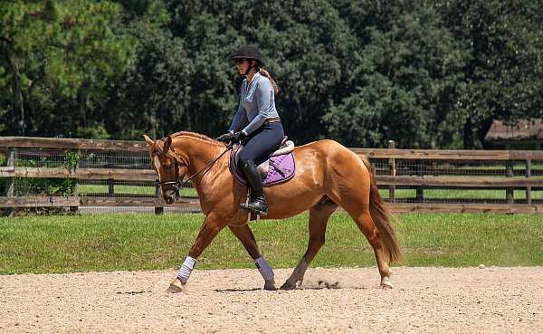 dun-eventing-horse