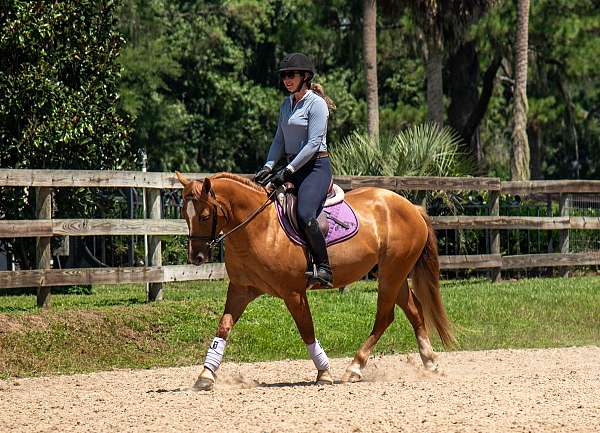 dun-gymkhana-horse