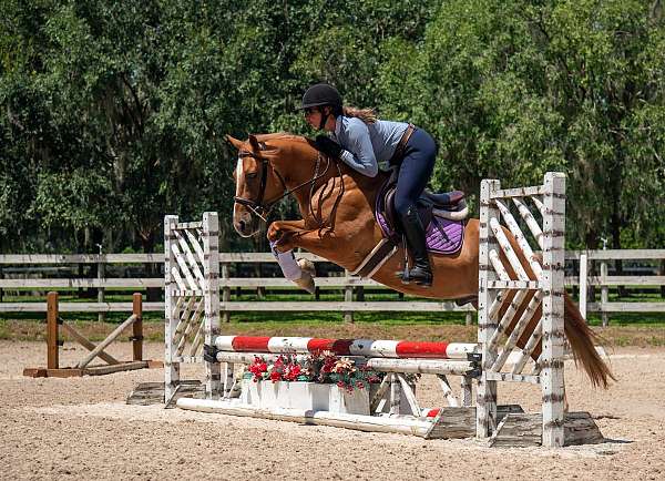 dun-draft-horse