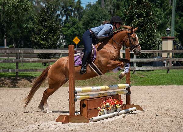 dun-jumping-horse