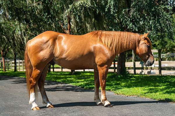 dun-hunter-jumper-horse