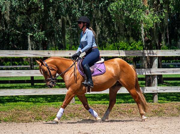 dun-show-jumping-horse