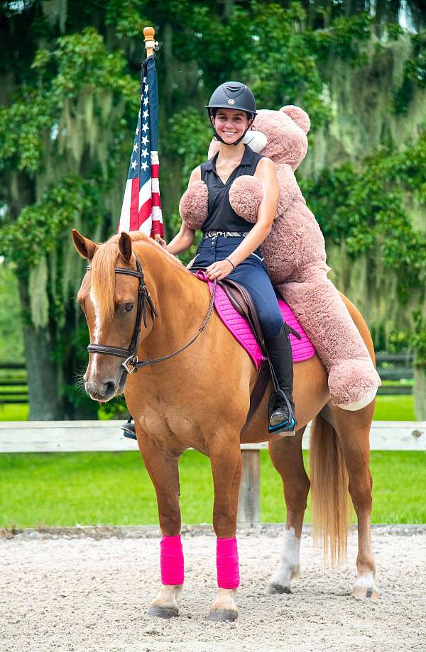 dun-trail-horse