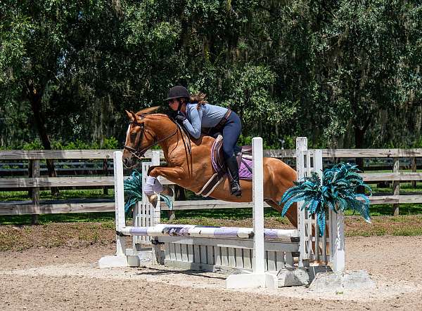 dun-sporthorse