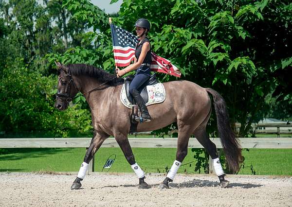 gypsy-vanner-draft-donkey