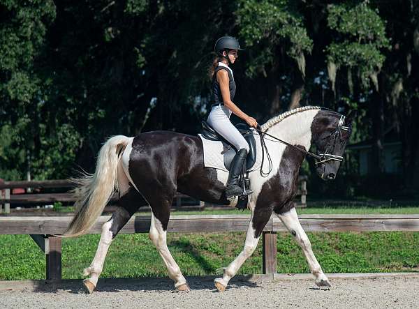 xrays-friesian-horse