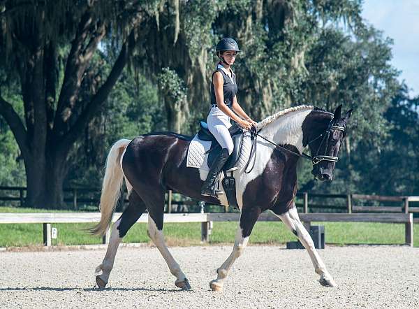 kid-safe-friesian-horse