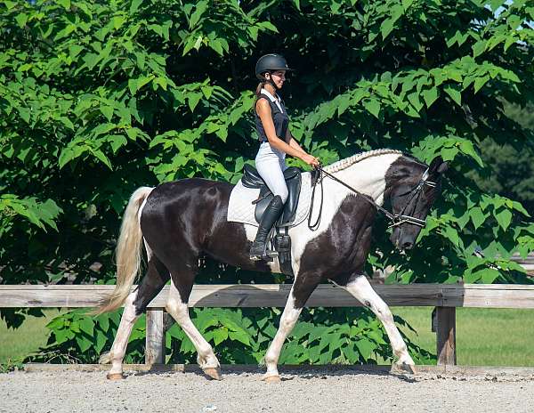lead-change-friesian-horse