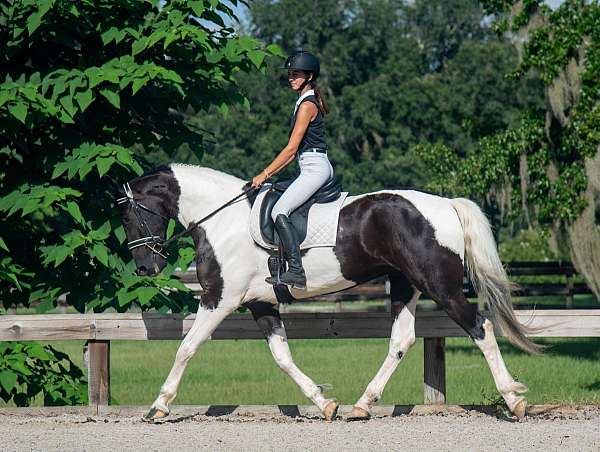xrays-horse
