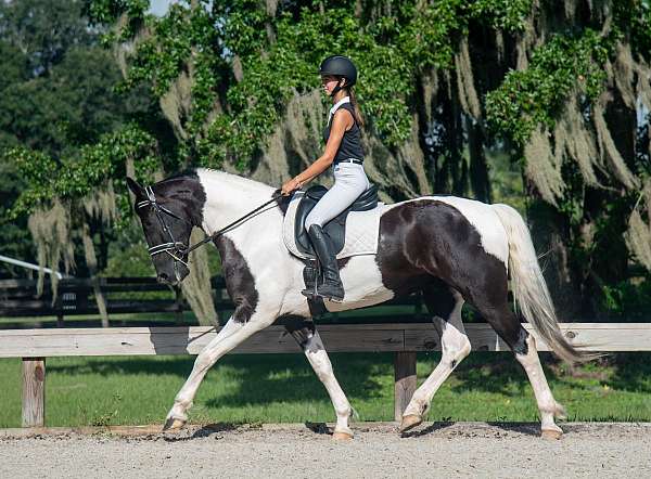 xrays-gelding