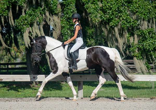 black-overo-fshr-horse