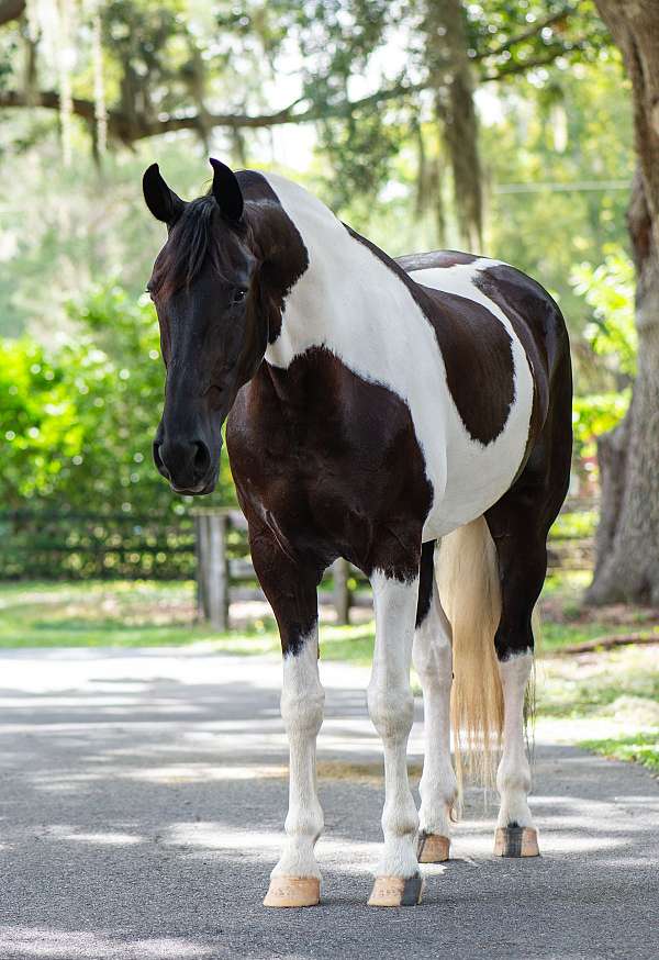 trail-safe-friesian-horse