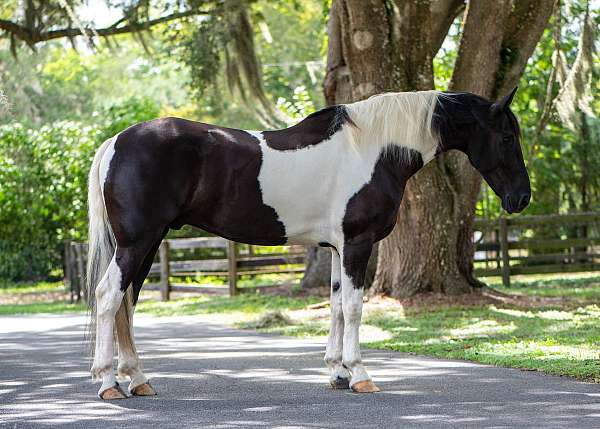family-safe-friesian-horse