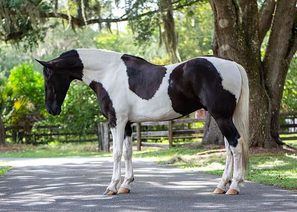 beginner-friesian-horse