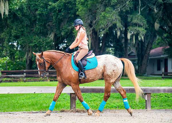 kid-safe-appaloosa-horse