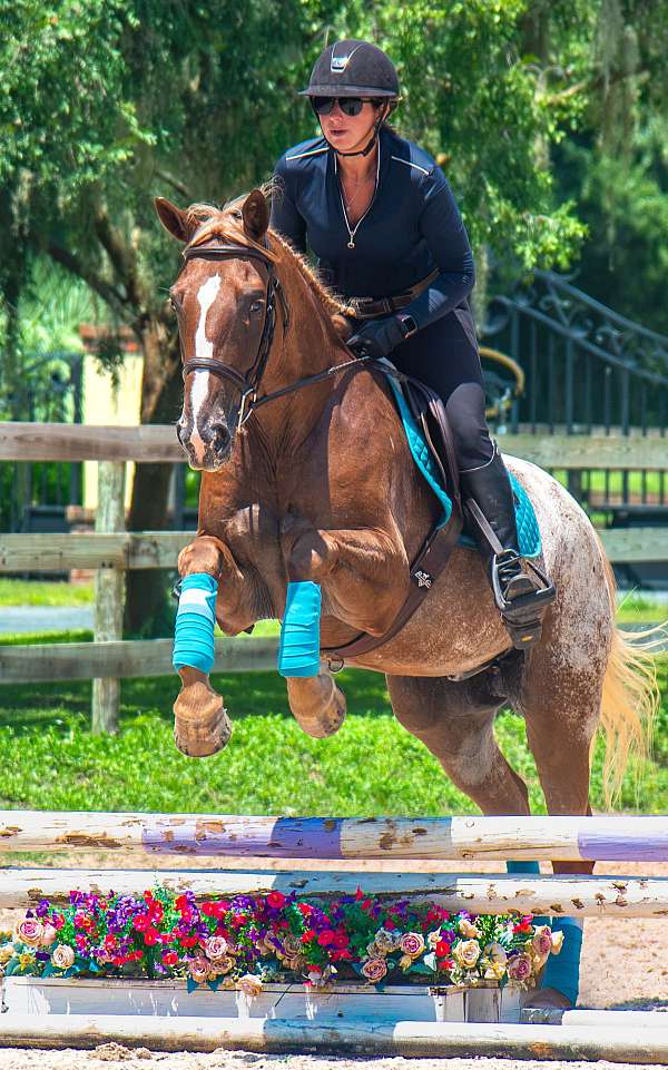 beginner-appaloosa-horse
