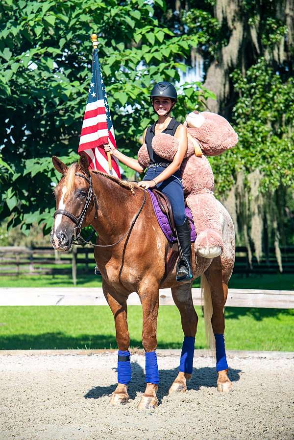 flashy-appaloosa-horse