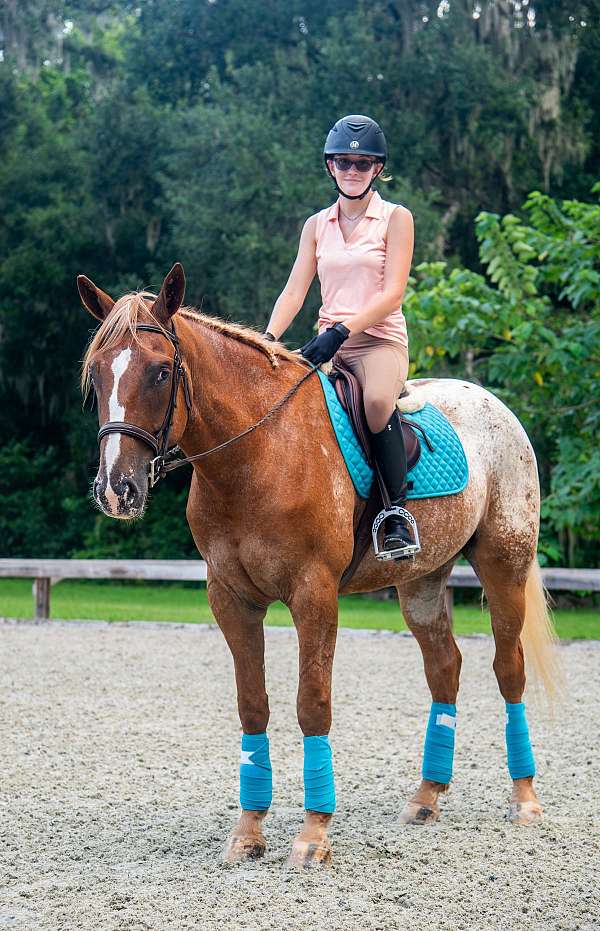 safe-appaloosa-horse