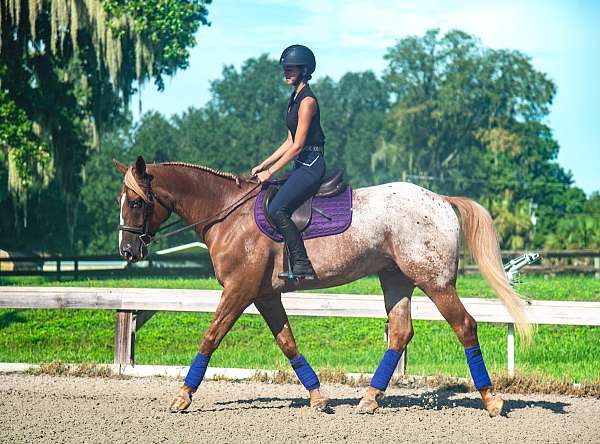 trail-safe-appaloosa-horse