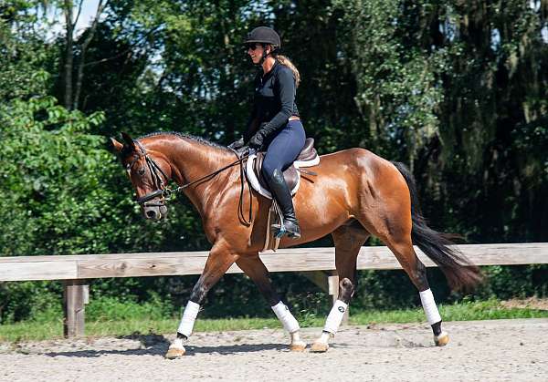family-safe-quarter-horse