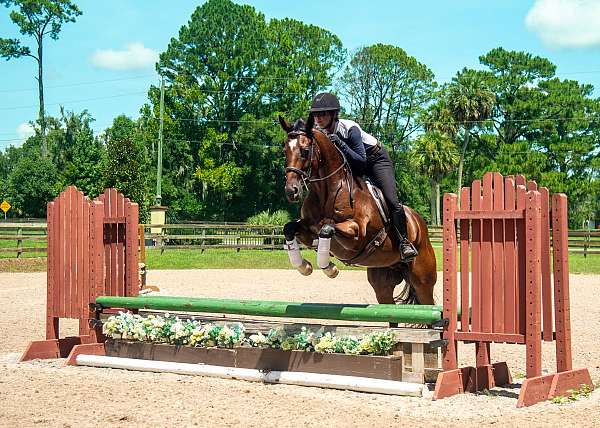 kid-safe-quarter-horse