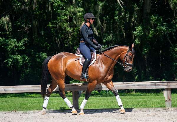 gypsy-vanner-quarter-horse
