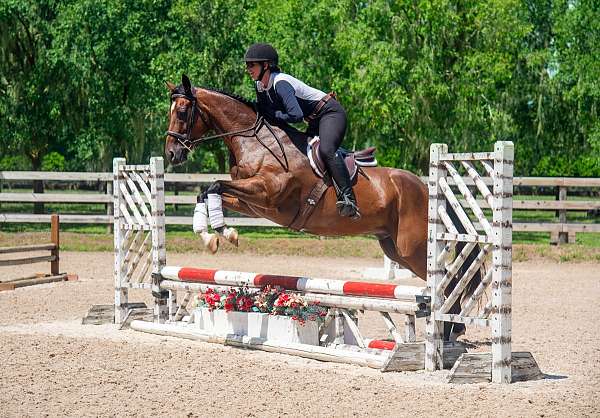 beginner-quarter-horse