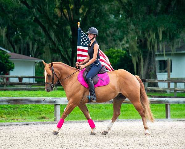 lead-change-gypsy-vanner-horse