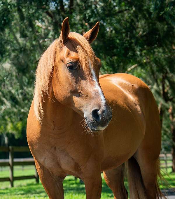 first-level-gypsy-vanner-horse