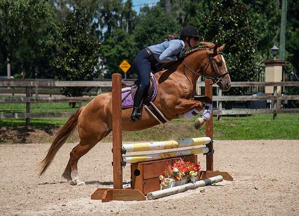 beginner-horse