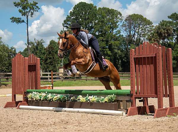 family-safe-horse