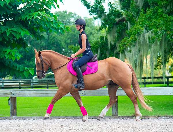 flashy-horse