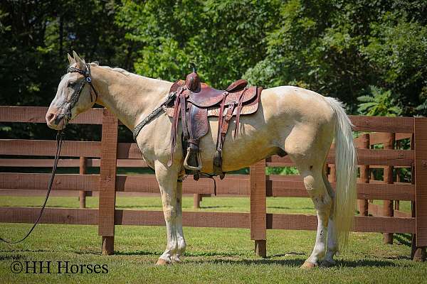 all-around-quarter-horse