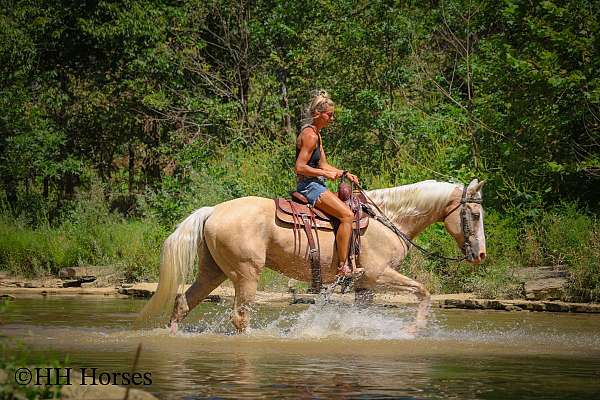 athletic-quarter-horse