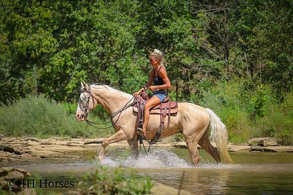 beginner-quarter-horse