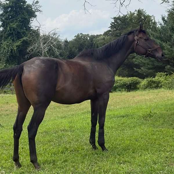 broodmare-thoroughbred-horse