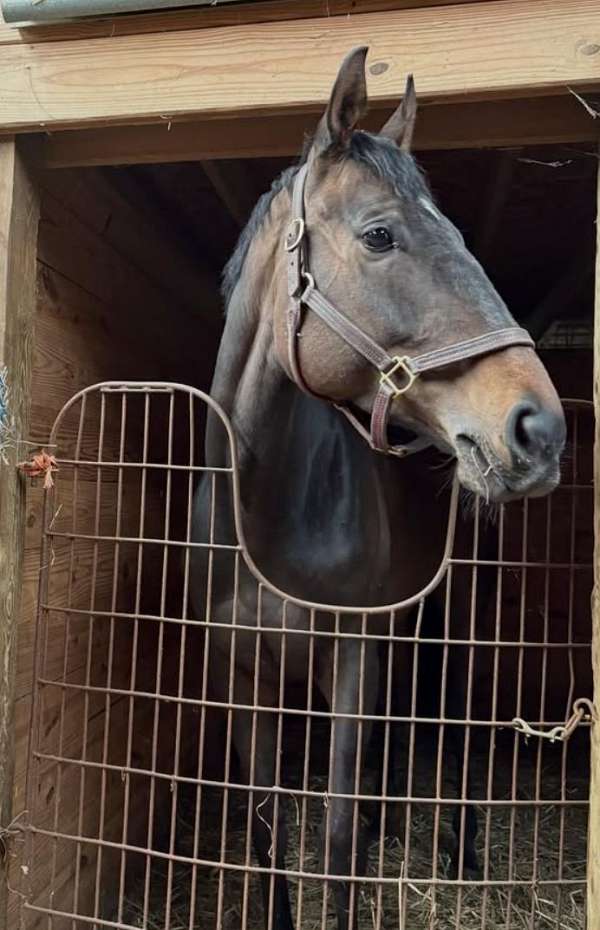 trail-thoroughbred-horse
