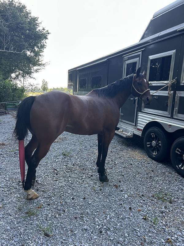 bay-star-left-hind-sock-horse