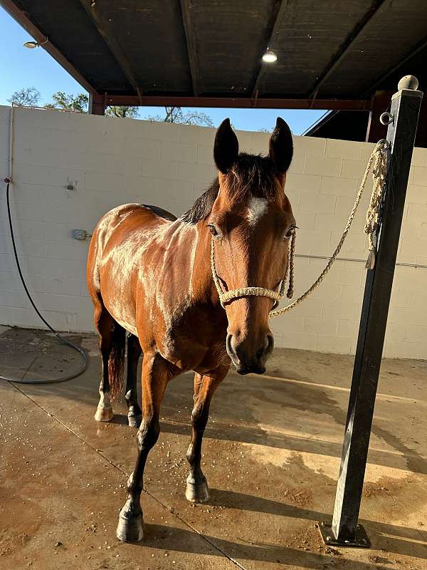all-around-quarter-horse