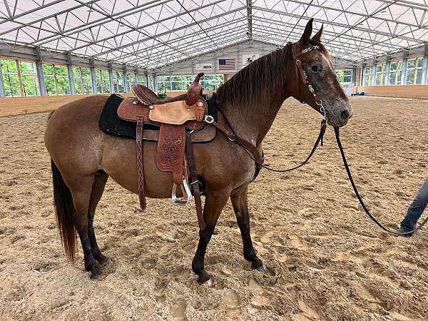 cutting-mustang-horse