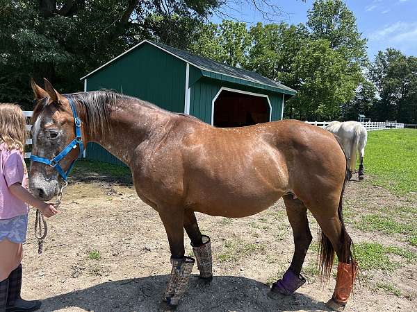 cutting-prospect-mustang-horse