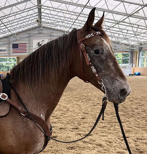 experienced-mustang-horse