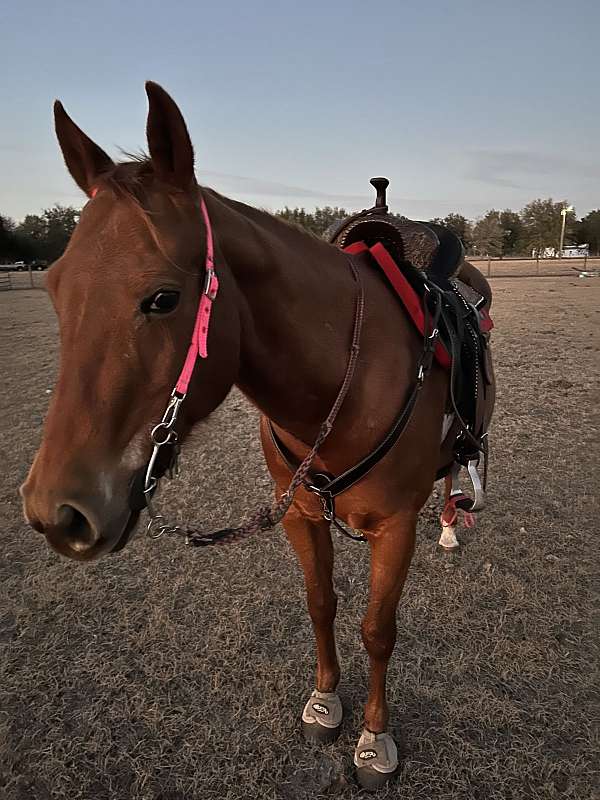 hunter-jumpe-quarter-horse