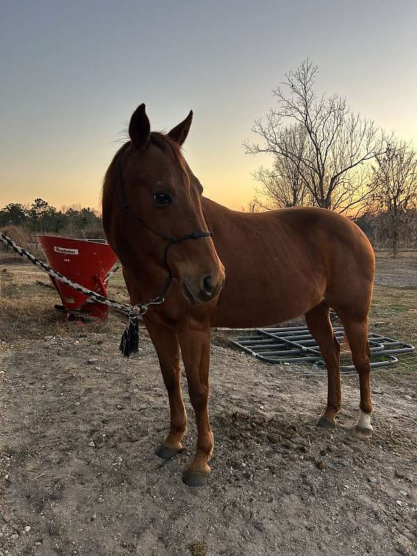 sorrel-hunter-jumpe-horse