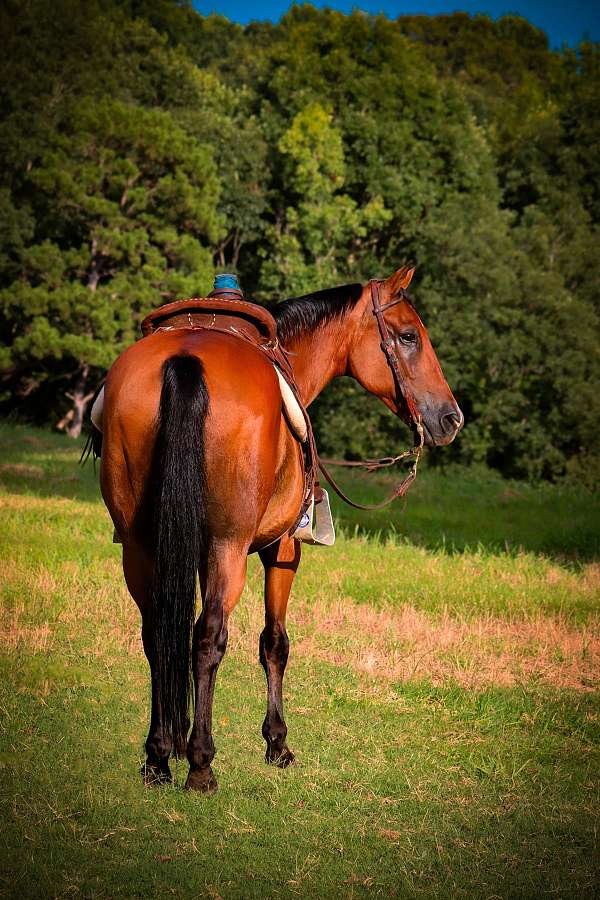 drill-team-quarter-horse