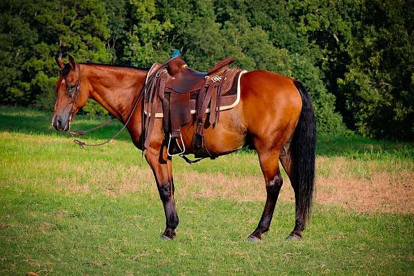 endurance-quarter-horse